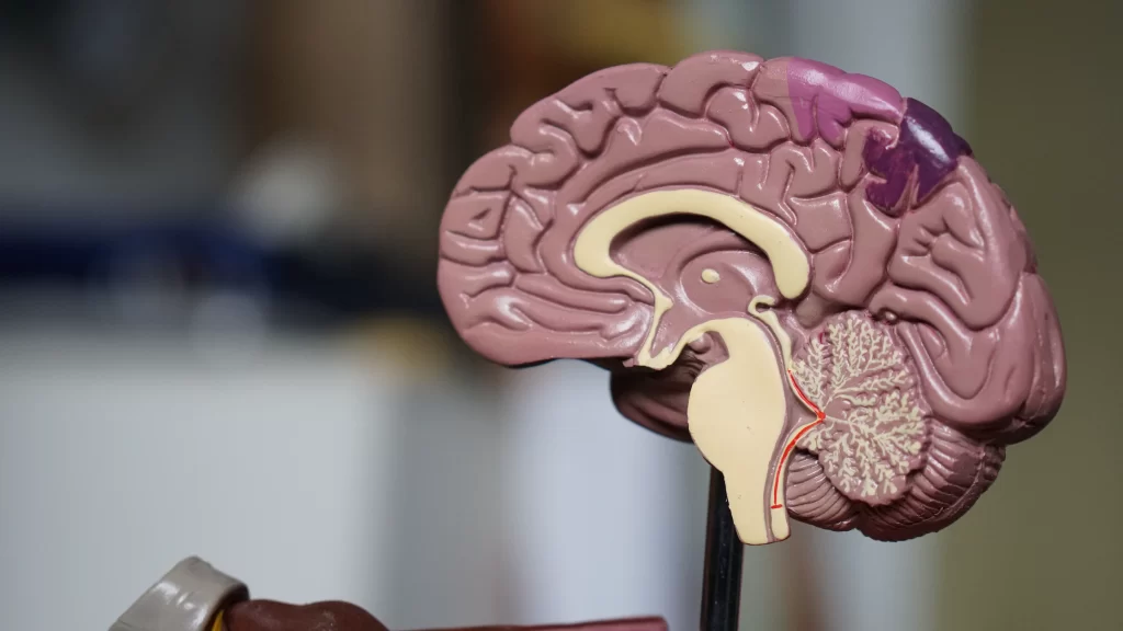 Full scale plastic model of one half of the human brain, representing the effects of EDMR therapy