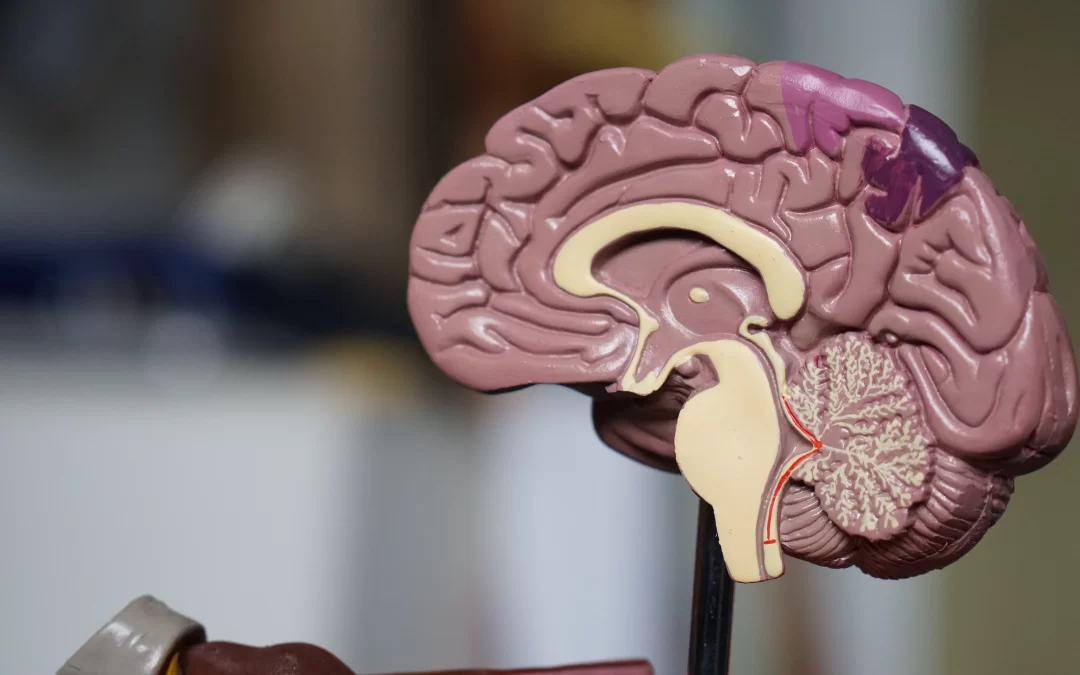 Full scale plastic model of one half of the human brain